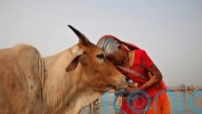 Indian government asks people to hug cows on Valentine’s Day