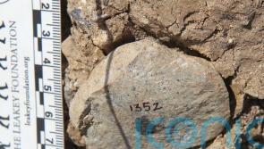 Stone Age discovery fuels mystery of who made early tools