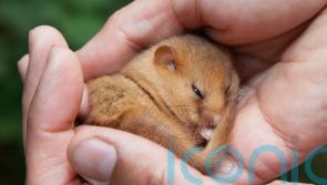 Hazel dormice should be classified as endangered, new research suggests