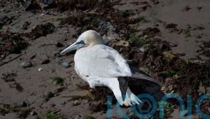 Experts concerned about how far bird flu is spreading globally