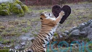 Animals enjoy Valentine’s treats at safari park