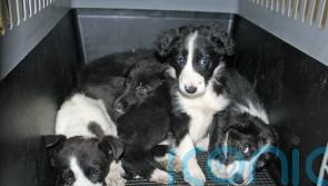 Animal welfare charity sees ‘heart-breaking’ impact of cost-of-living crisis