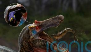 Spinosaurs inherited brainpower from ancestors to catch fish, scientists find