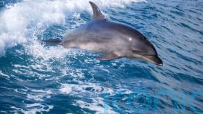 Deep sea mining could threaten whales and dolphins, scientists warn