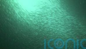 Herring numbers could recover after stocks fell in 1970s, scientists hope