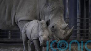 Phase out keeping large animals in zoos, say survey respondents
