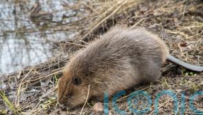 Two beaver kits moved to Loch Lomond die in ‘otter attack’