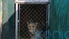 India welcomes 12 cheetahs from South Africa