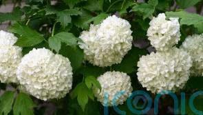 Create beautiful boundaries with easy-care shrubs