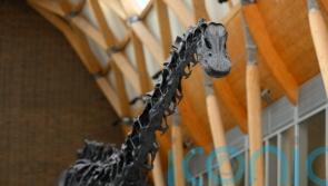 Dippy the Dinosaur unveiled in new Coventry residence