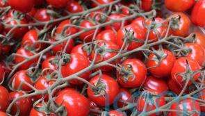 UK supermarkets facing tomato shortage