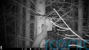 Hopes for pine marten numbers in England’s biggest forest