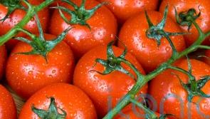 Shortage of tomatoes widening to more products and likely to last ‘weeks’