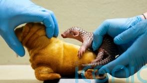 First pangolin born in Europe doing well at Prague Zoo