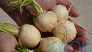 Coffey: Eating turnips could help avoid produce shortages during winter months