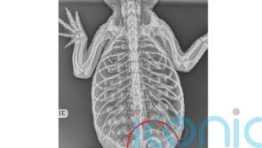 Poorly alligator found in New York lake had swallowed bath plug, X-ray shows