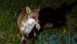 Scrapping over scraps: British wildlife clash over leftover food