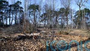 National Trust to use coppicing in bid to boost nightingale numbers in Suffolk