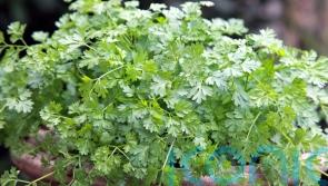 6 unusual herbs to grow this year