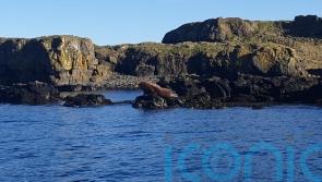 ‘Massive’ walrus spotted enjoying sunshine on Scottish coast