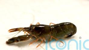 Young snapping shrimps’ claws ‘accelerate in water like a bullet’