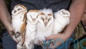 Northern Ireland celebrates bumper year for barn owls in 2022
