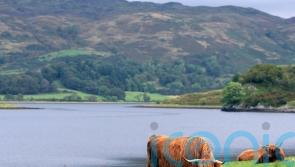 Livestock numbers must reduce to meet climate targets, experts warn MSPs