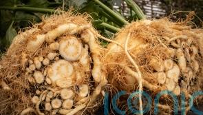 Huge surge in demand for plant-based dishes gives ugly vegetable a boost