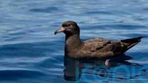 New disease caused by plastic found in birds for the first time