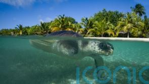 UK pledges nearly £75 million to marine conservation projects