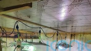 Five held after discovery of ‘sophisticated’ cannabis farm