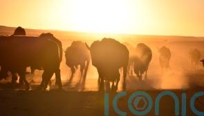 US enlists indigenous tribes in bid to conserve bison herds