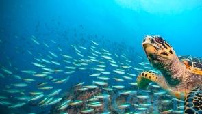 Nations reach accord to protect marine life on high seas