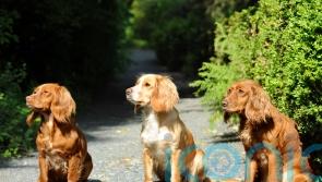 Charity receiving average of 128 dog rehoming requests per month