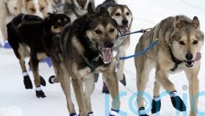 Sled dog teams set out on gruelling trek across Alaska