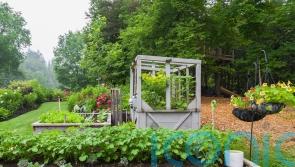 Save money by planting your own summer salad box
