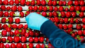 Plants’ genetic defences may hold key for crop protection, researchers say