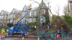 Council’s actions in trees saga were ‘serious and sustained’ leadership failure