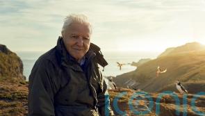 Sir David Attenborough series centred around British Isles to launch on BBC