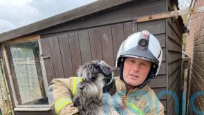 Firefighters lift shed to rescue trapped puppy