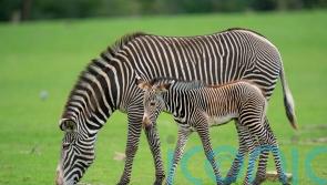 Zoo’s zebras, giraffes and antelopes to get diet boost with new grass meadows