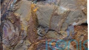 Oldest fossils of mysterious animal group are really seaweeds, study suggests
