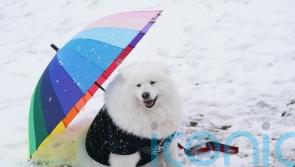 Dogs donning colourful outfits strut their stuff as Crufts returns