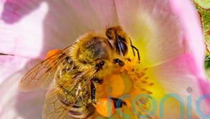 Honey bees use social learning to perfect ‘waggle dancing’ skills – study
