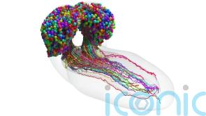 Scientists complete first map of an insect brain