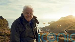 No sixth episode for Sir David Attenborough’s Wild Isles, BBC says