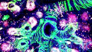 Scientists identify more than 500 genes linked to lung function