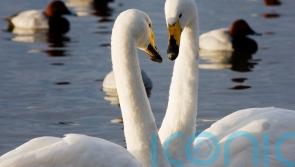 Whooper swan populations ‘grew 30 times faster in UK nature reserves’