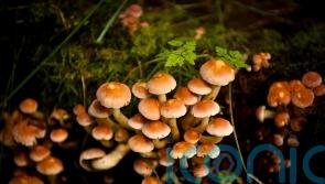 Fungi-tree planting could feed millions while capturing tonnes of carbon – study