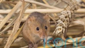 Wildlife ‘thriving’ thanks to sensitive farming in Gilbert White’s backyard